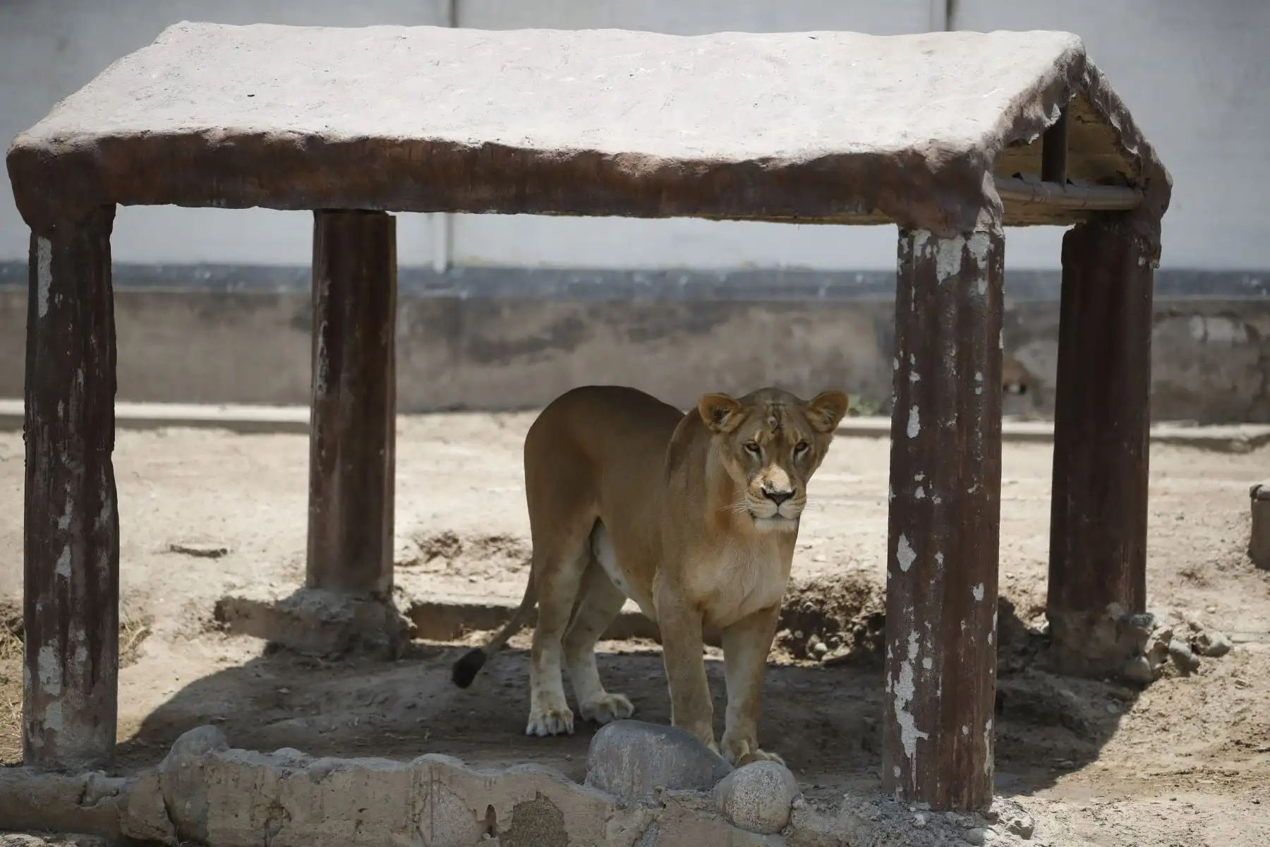 Leona o Panthera Leo, felino del Zoológico de Huachipa que ya abrió sus puertas para las visitas.

Foto: ANDINA / Juan Carlos Guzmán Negrini