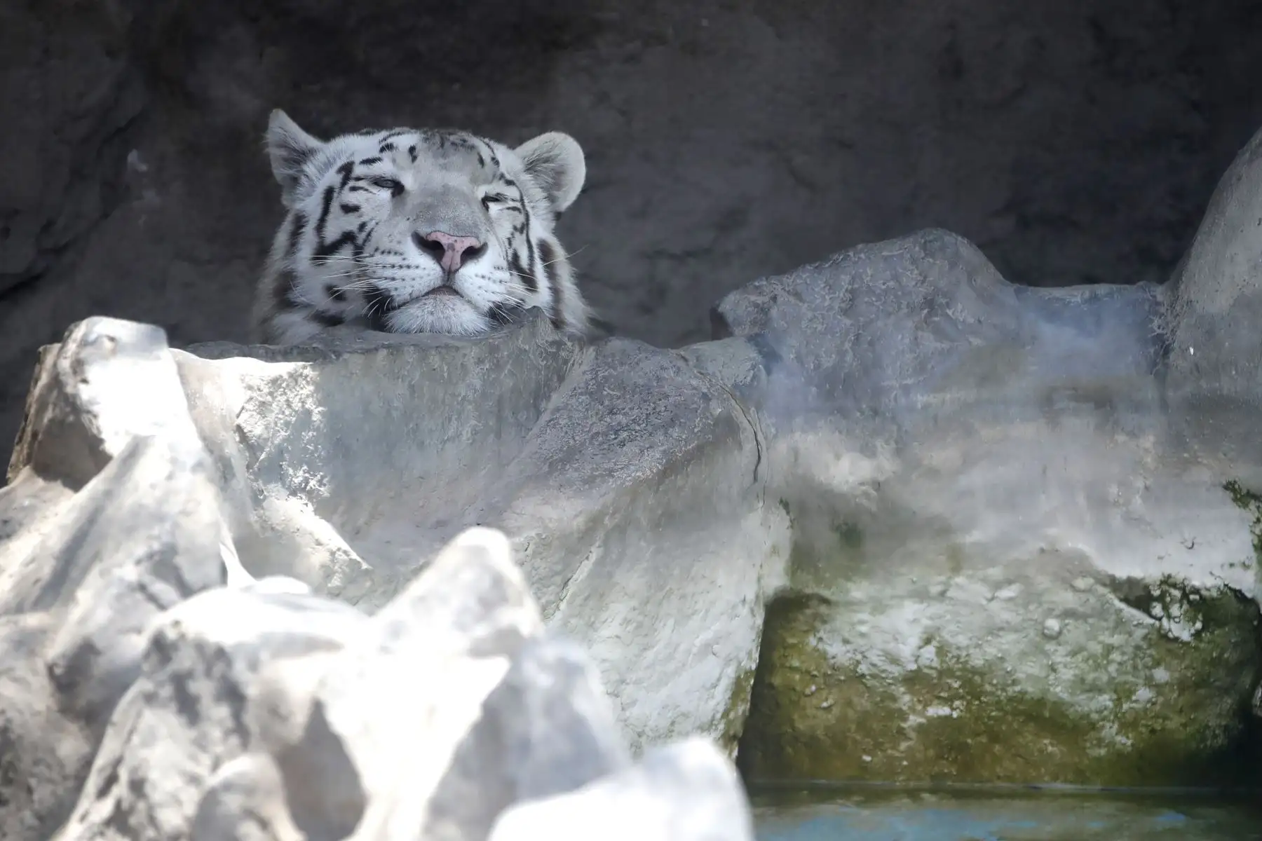 Panthera Tigris o Tigre de Bengala blanco, uno de los felinos preferidos del público que acude al Zoológico de Huachipa y que ya abrió sus puertas para las visitas.

Foto: ANDINA / Juan Carlos Guzmán Negrini