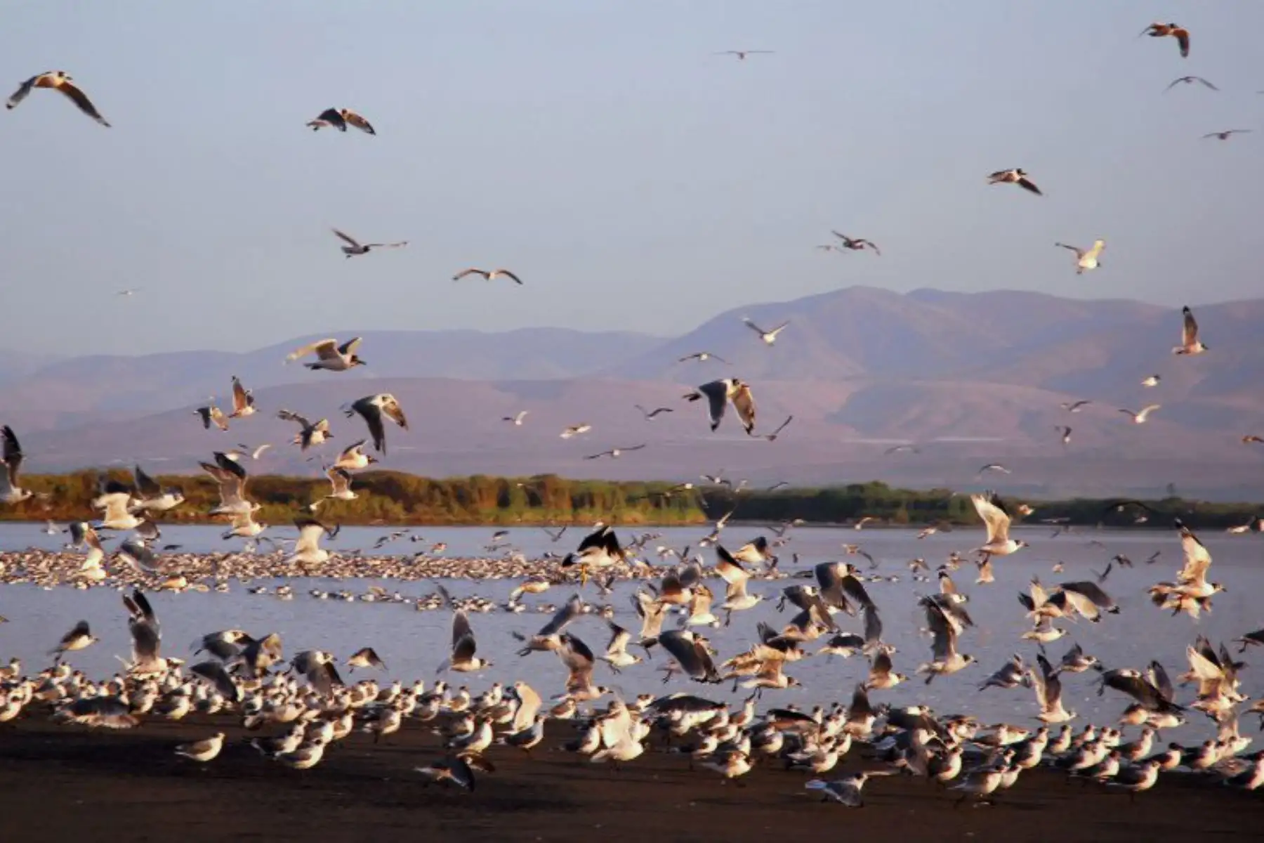 Lagunas de Mejía habitan 195 especies de aves, entre residentes y migratorias. Por ese motivo este es un lugar ideal para la observación de aves. Foto: Sernanp