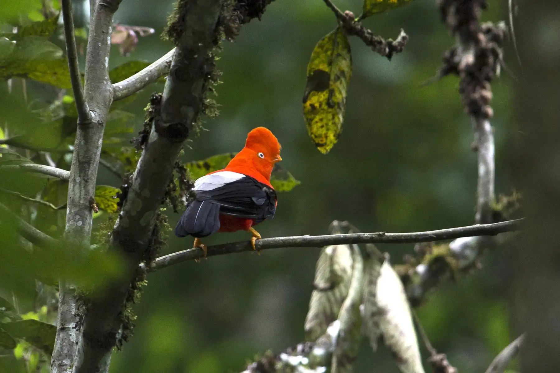 Parque Nacional Yanachaga Chemillén (Pasco). Foto: Sernanp