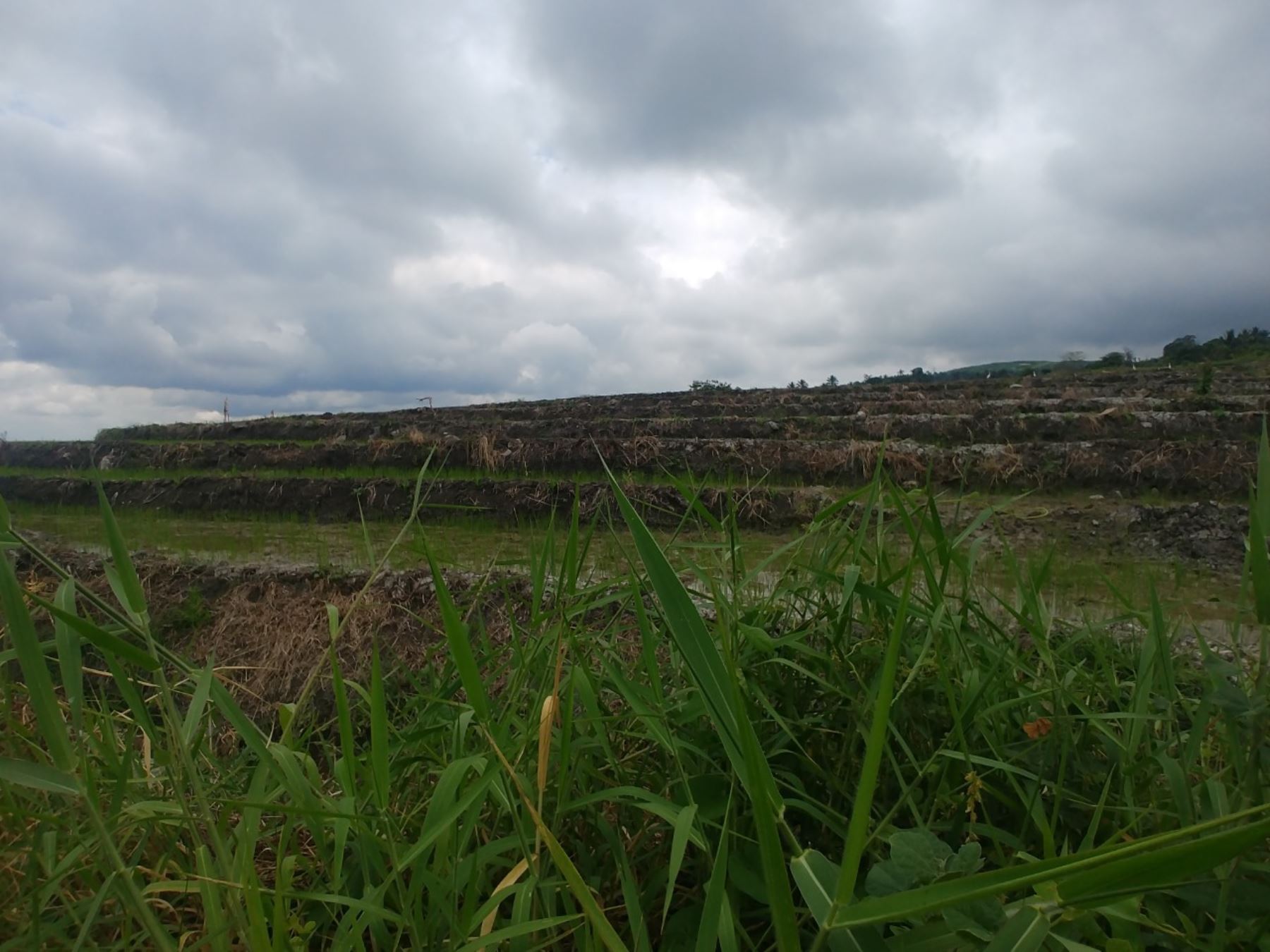 Estudio del Ingemmet señala que la siembra de arroz incrementa probabilidad de deslizamientos en el caserío Coca Enrique, región Amazonas. Foto: ANDINA/Difusión