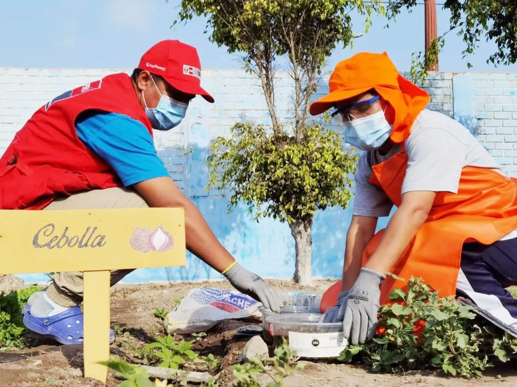 Jóvenes con discapacidad adquieren competencias en técnicas de producción de hortalizas
Iniciativa del MIMP postula al Premio a las Buenas Prácticas en Gestión Pública 2020