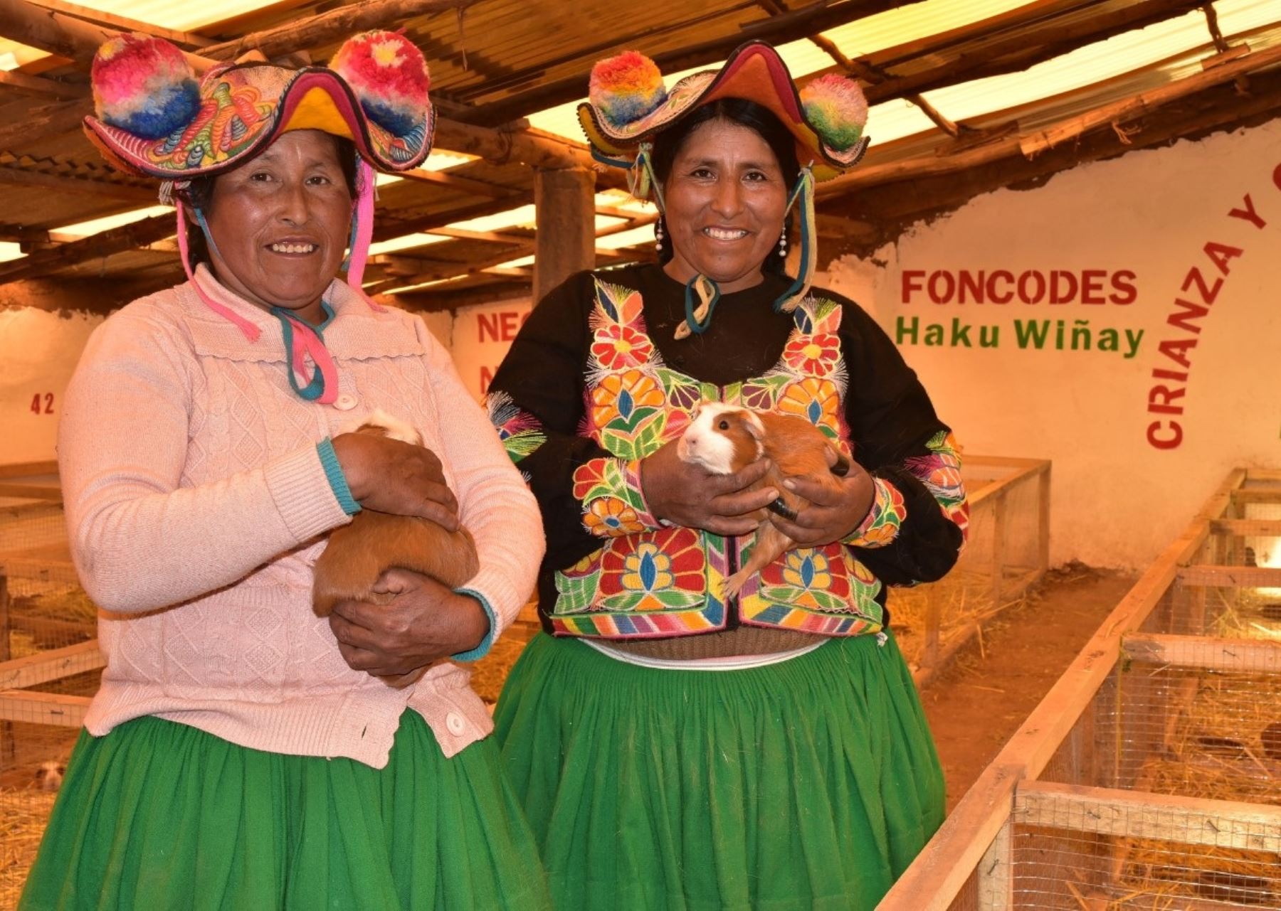 Pobladores del distrito de Capachica, en Puno, apuestan por la crianza de cuy y producción de hortalizas para derrotar a la pobreza. Foto: ANDINA/difusión.