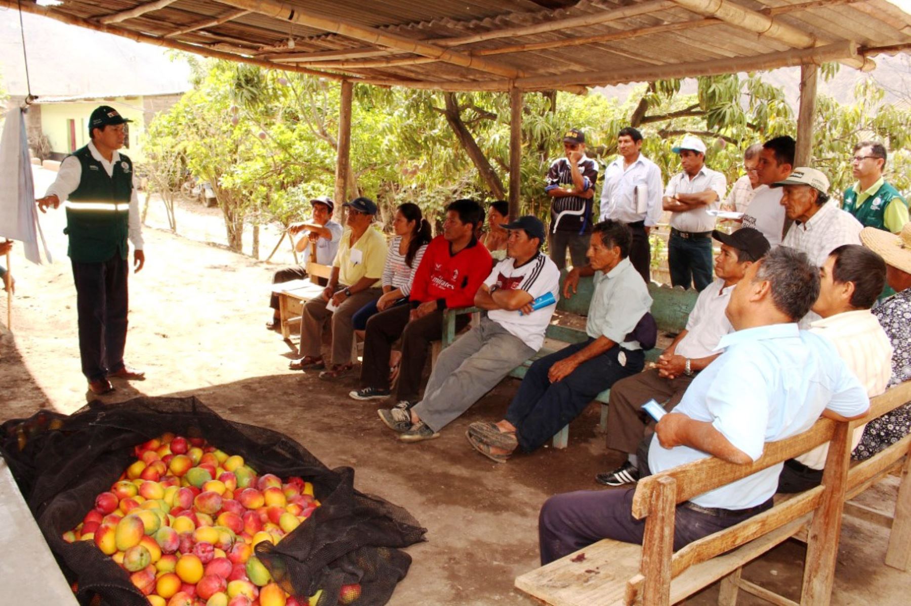 Especialistas del Senasa capacitarán a productores para iniciar control y erradicación de la mosca de fruta. Foto: ANDINA/Difusión