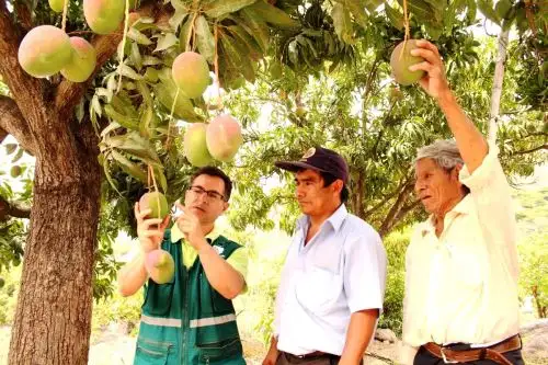 Especialistas del Senasa capacitarán a productores para iniciar control y erradicación de la mosca de fruta. Foto: ANDINA/Difusión