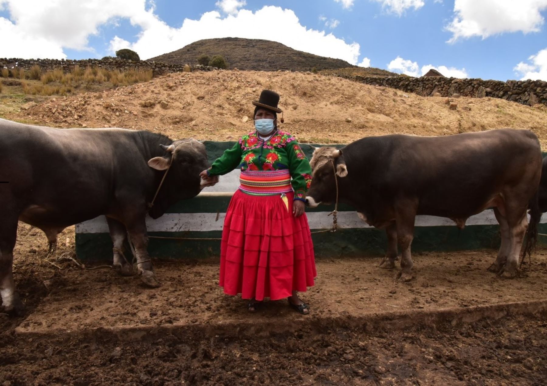 Conoce el rentable negocio de los pobladores de Acora, en Puno, que los ayuda a superar la pobreza. Ahora se dedican al engorde de toros que tiene gran demanda en los mercados.