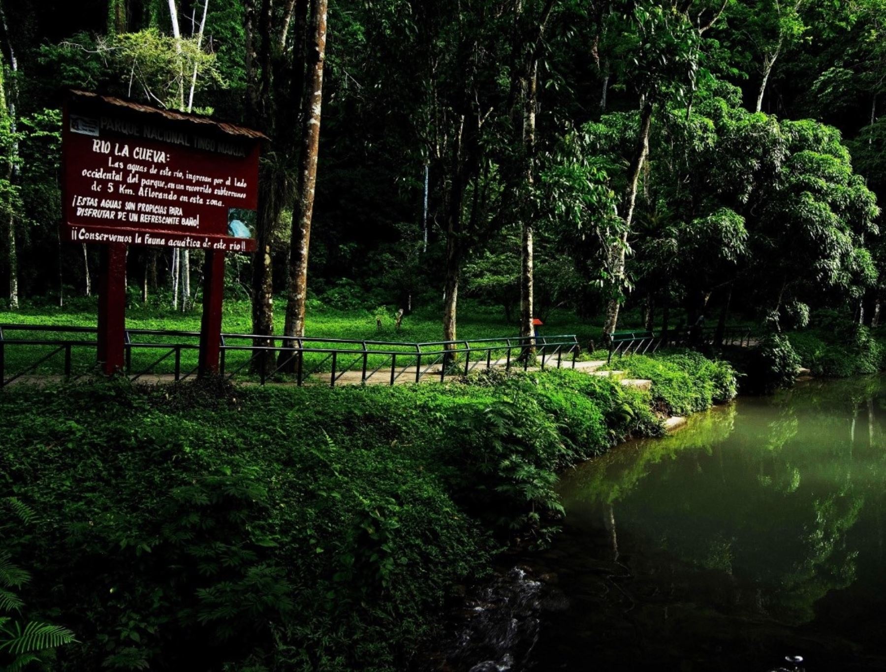 El Parque Nacional Tingo María es una de las áreas naturales protegidas que se beneficia con el convenio suscrito por Devida y Sernanp para prevenir los cultivos ilícitos en dichas zonas. Foto: ANDINA/difusión.