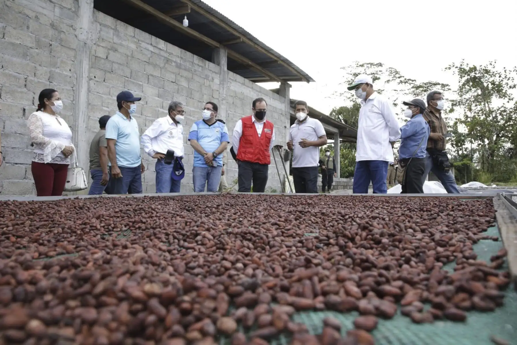 El ministro de la Producción, José Salardi Rodríguez, junto al gobernador regional de San Martín, Pedro Bogarín, recorrieron las instalaciones de la cooperativa CP Cacao de Nuevo Horizonte, ubicada en Tocache. Foto: Produce