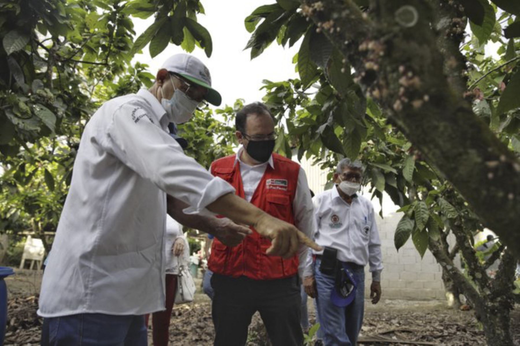 El ministro de la Producción, José Salardi Rodríguez, junto al gobernador regional de San Martín, Pedro Bogarín, recorrieron las instalaciones de la cooperativa CP Cacao de Nuevo Horizonte, ubicada en Tocache. Foto: Produce