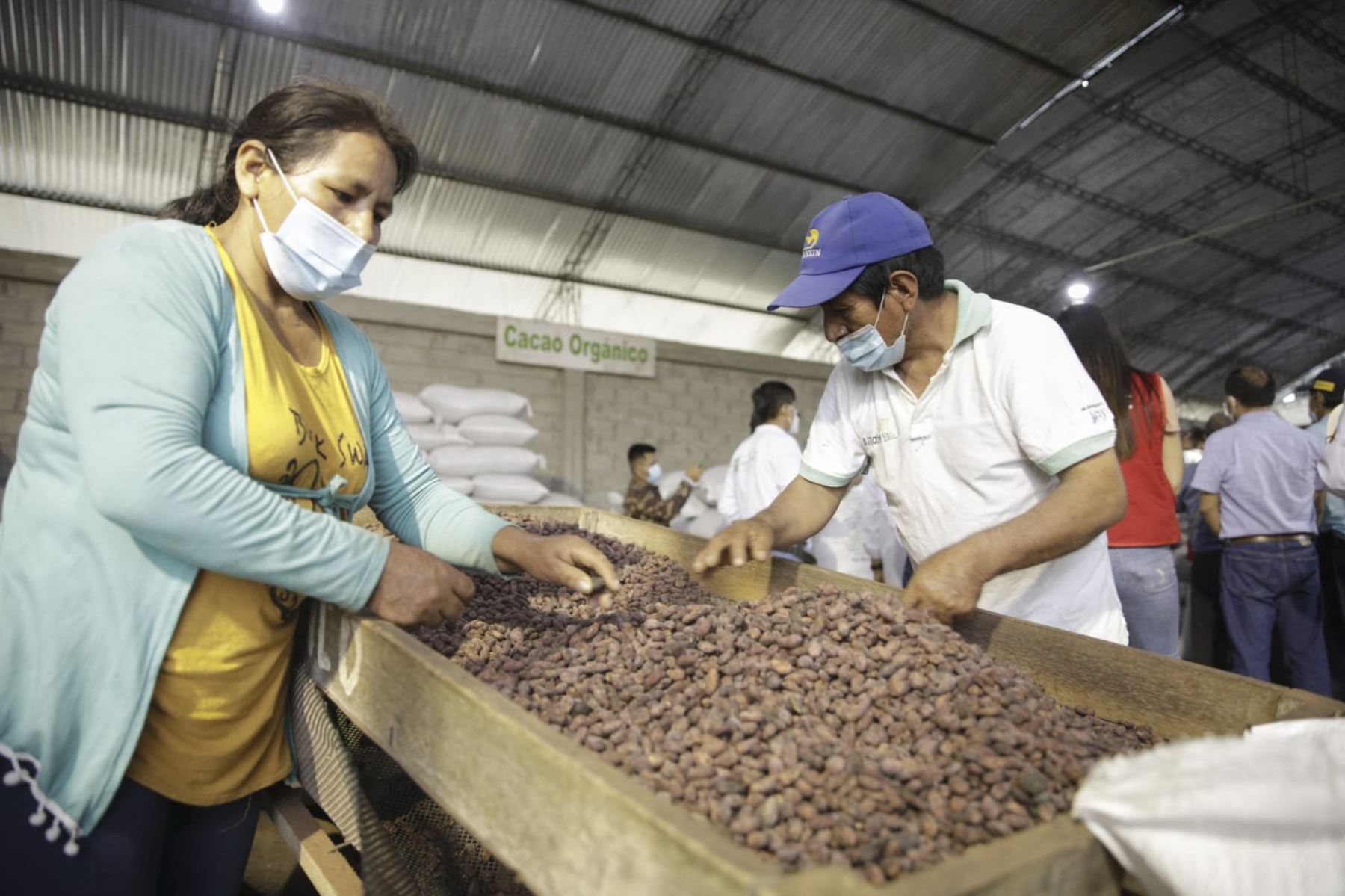 El ministro de la Producción, José Salardi Rodríguez, junto al gobernador regional de San Martín, Pedro Bogarín, recorrieron las instalaciones de la cooperativa CP Cacao de Nuevo Horizonte, ubicada en Tocache. Foto: Produce