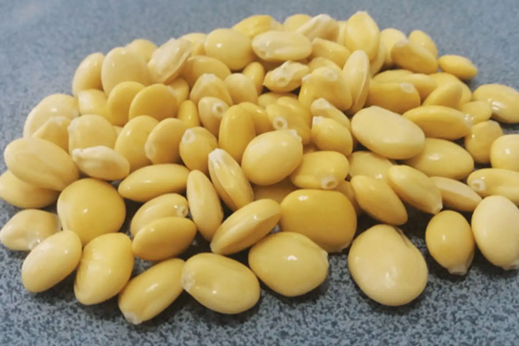El Ministerio de Desarrollo Agrario y Riego (Midagri) declaró el 3 de setiembre de cada año como “Día Nacional del Tarwi”, una leguminosa oriunda de los Andes peruanos que se consume desde tiempos ancestrales y que es considerada un superalimento por su gran aporte nutricional.  ANDINA/Archivo