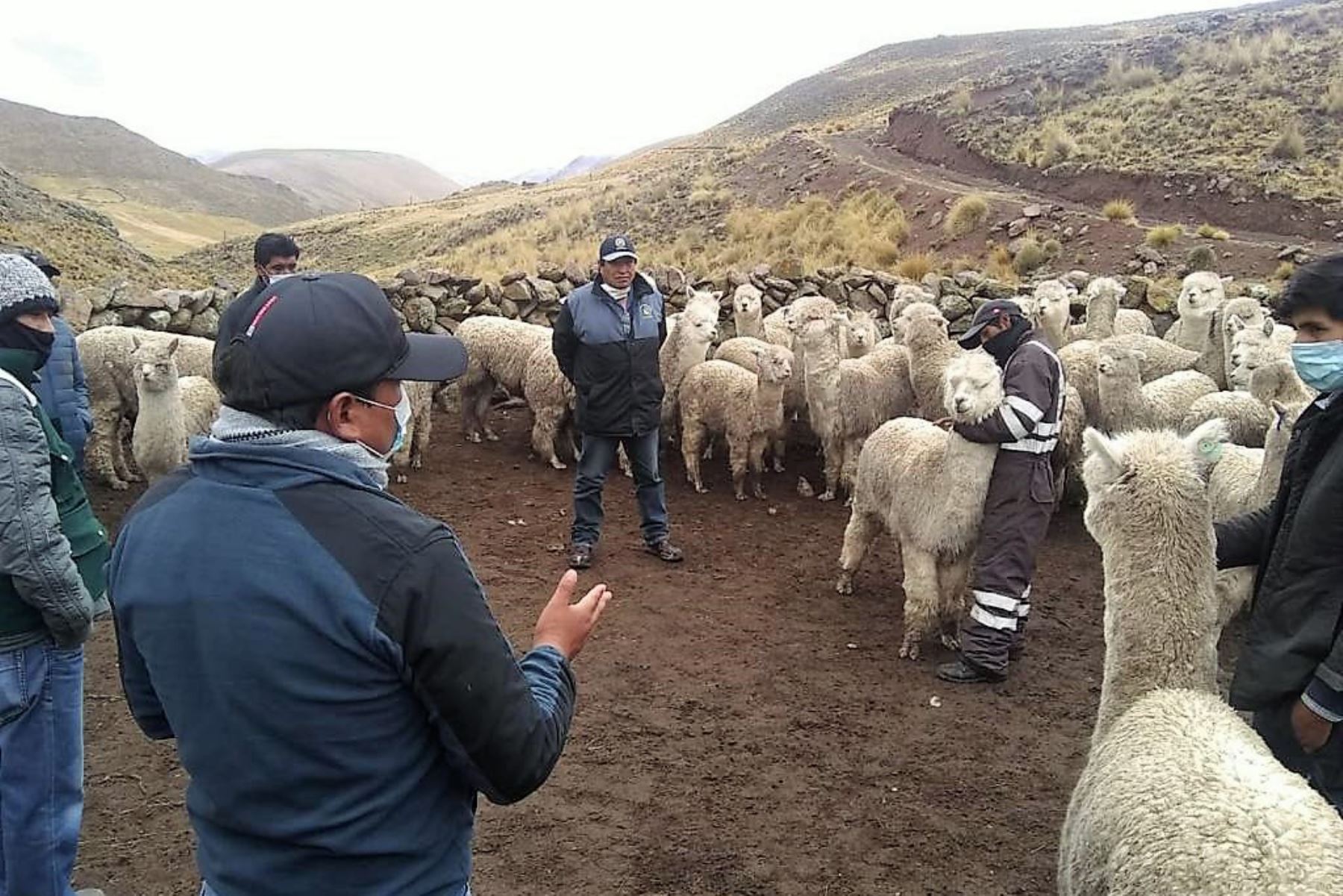 Criadores de alpaca en la zona altoandina de la región Arequipa.