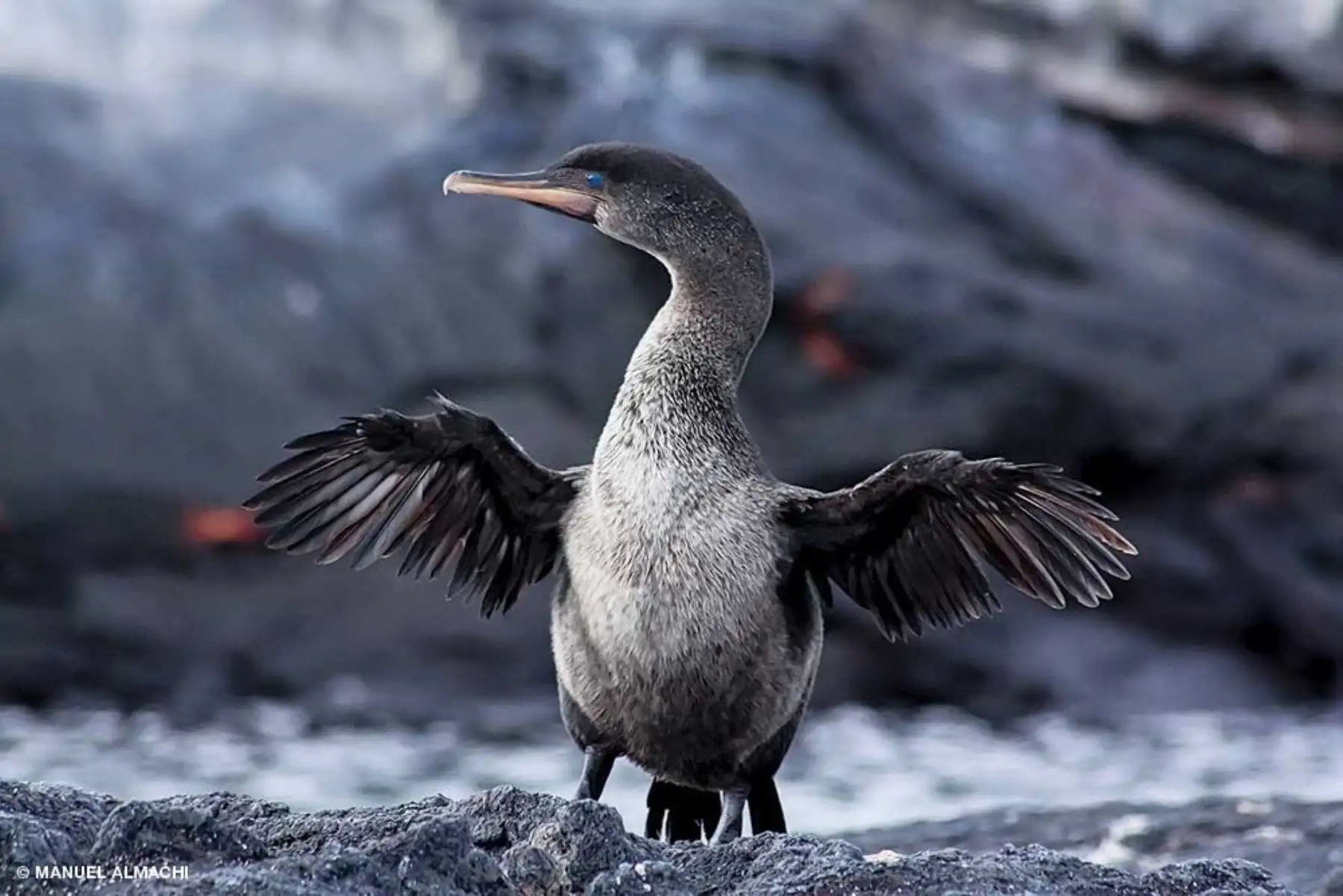 Fotografía sin fecha específica cedida por el Parque Nacional Galápagos que muestra un cormorán en una de las Islas Galápagos (Ecuador). Las poblaciones de pingüinos y cormoranes no voladores de las Islas Galápagos alcanzaron una cifra récord, según un último censo difundido este viernes por las autoridades de este archipiélago ecuatoriano catalogado como Patrimonio de la Humanidad. Foto: EFE