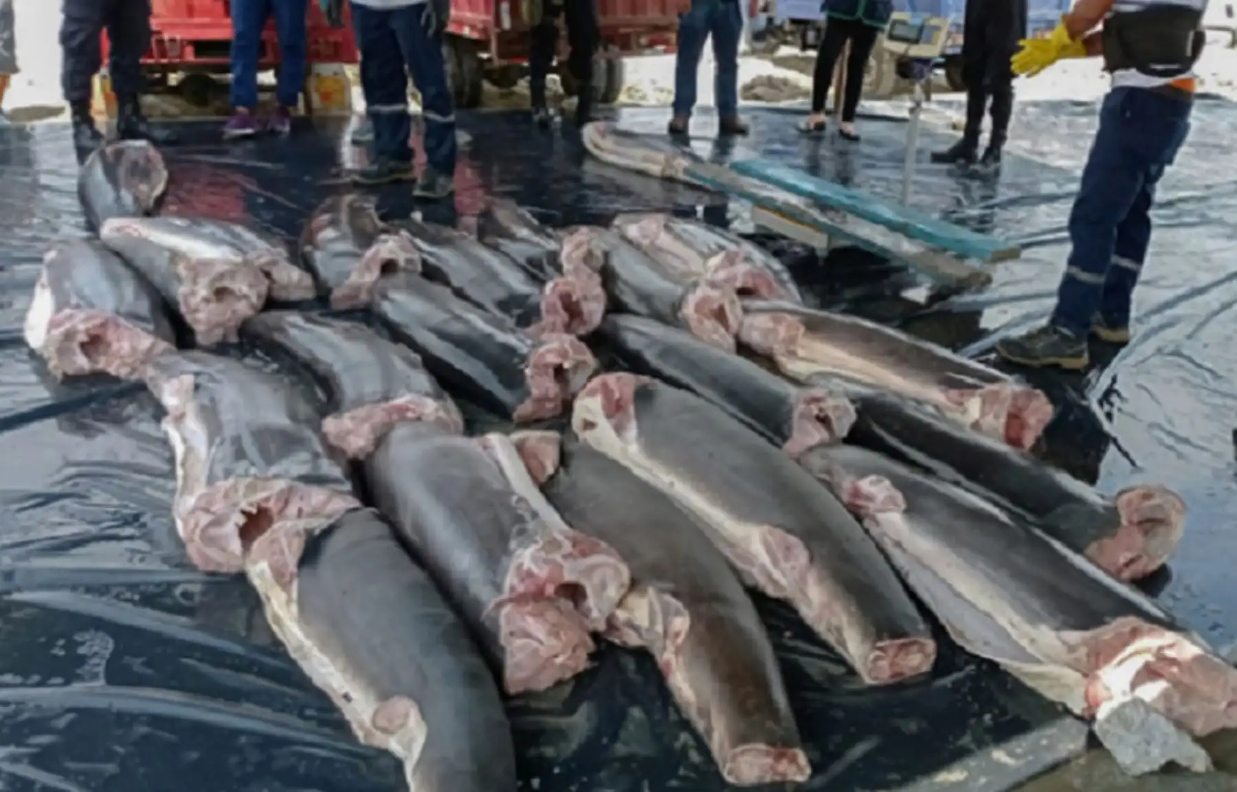 Ministerio de la Producción decomisa en la región Tumbes más de 22 toneladas de tiburón. Foto: Produce