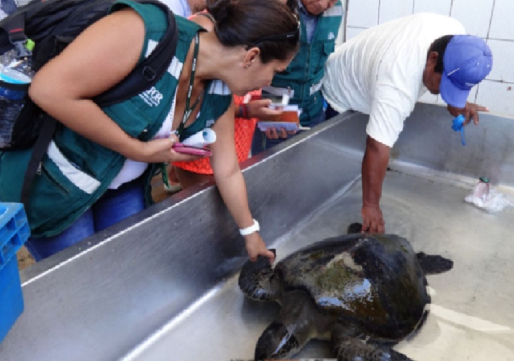 Expertos de Perú, Argentina y Chile comparten experiencias sobre manejo de fauna silvestre marina. Foto: Serfor