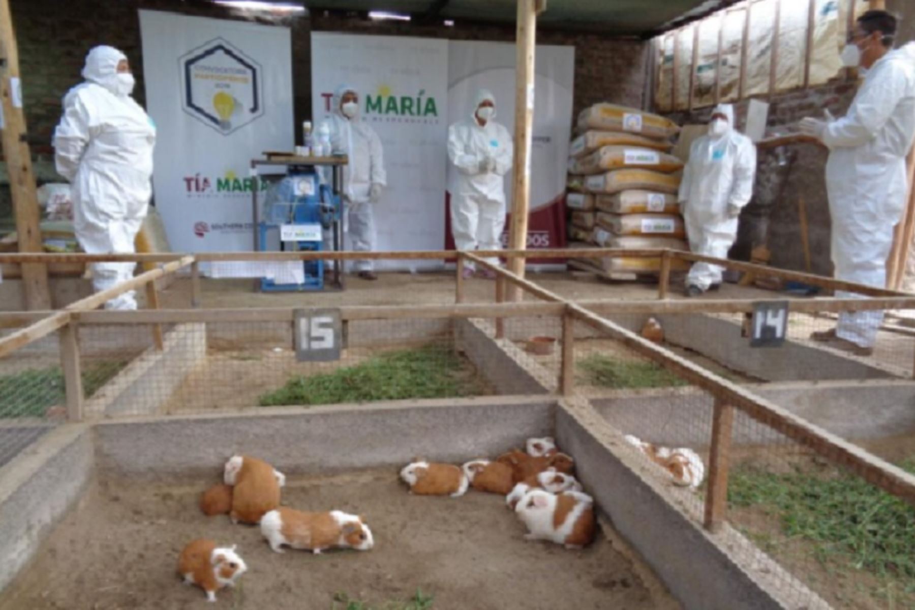 Son 24 productores de cuyes de la localidad de Valle Arriba, en el distrito de Cocachacra, quienes recibirán asistencia técnica innovadora para el mejoramiento genético de estos animales de gran demanda en la gastronomía arequipeña.