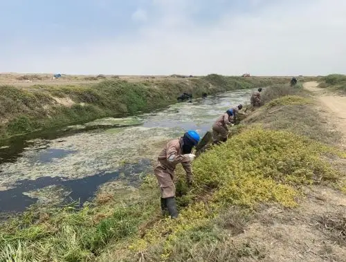 Lambayeque ejecuta el mantenimiento y limpieza de 80 kilómetros de drenes ante inicio de temporada de lluvias. ANDINA/Difusión