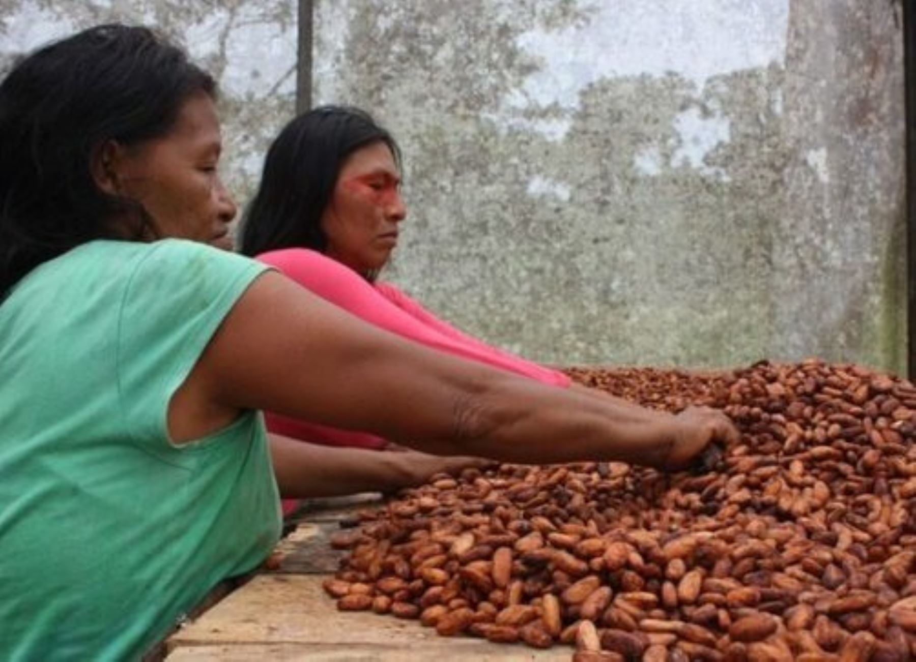 El Ministerio del Ambiente resaltó el cultivo de cacao libre de deforestación, una iniciativa que se desarrolla en la Reserva Comunal Yanesha, en Pasco, y que empodera a la mujer indígena. ANDINA/Difusión