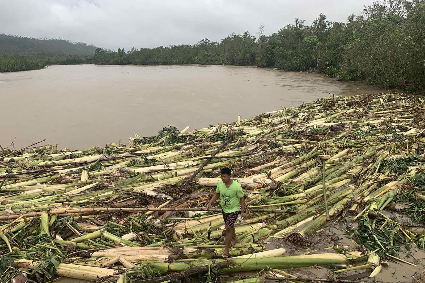 Un residente pasa junto a los árboles de plátanos que fueron arrastrados a la orilla del río tras el paso dell tifón Molave ​en la ciudad de Pola, provincia de Mindoro Oriental, en Filipinas. Foto: AFP