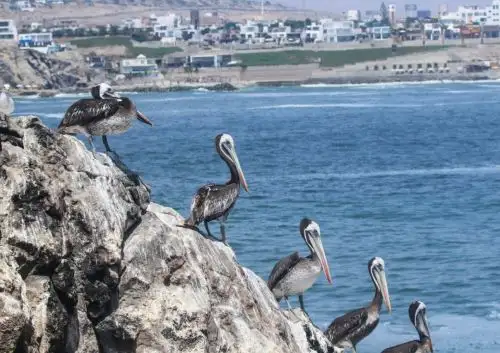 El Serfor reconoció a La Isla, ubicada en Punta Hermosa al sur de Lima, como el primer ecosistema frágil de punta rocosa en el Perú, que destaca por su alta diversidad de fauna. Foto: Serfor/Piero Marotta