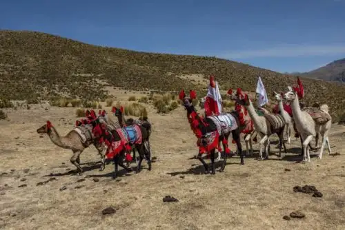 El recorrido del paseo de llamas cargueras se inicia en el distrito de Callalli, en la provincia arequipeña de Caylloma. Foto: ANDINA/Difusión