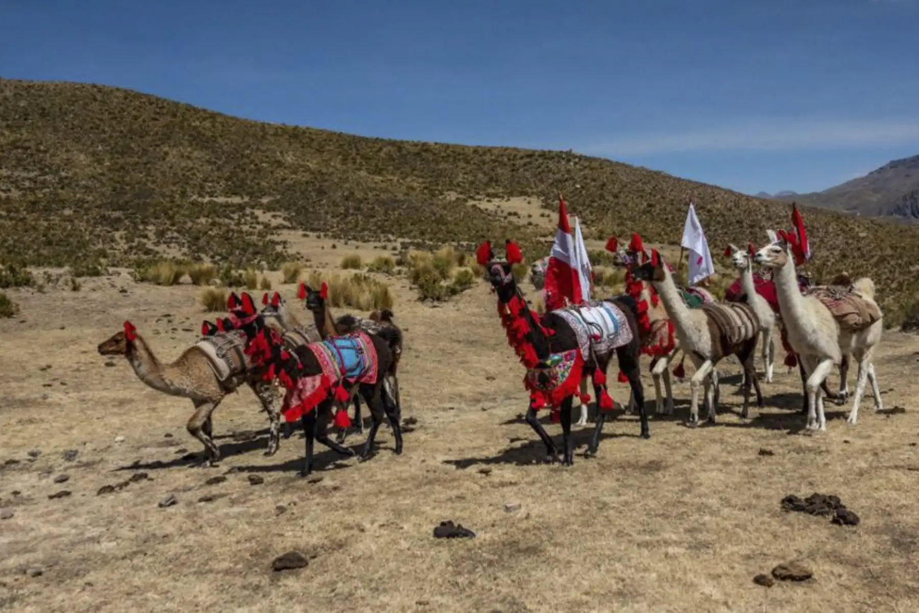 El recorrido del paseo de llamas cargueras se inicia en el distrito de Callalli, en la provincia arequipeña de Caylloma. Foto: ANDINA/Difusión