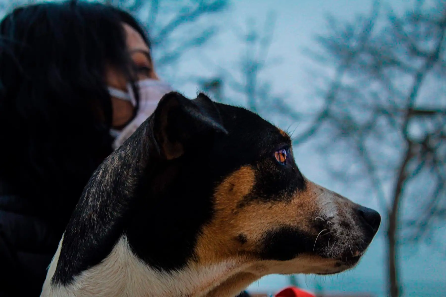 Servicio de psicología de Sisol Salud aplica terapias energéticas con animales. Foto: Cortesía