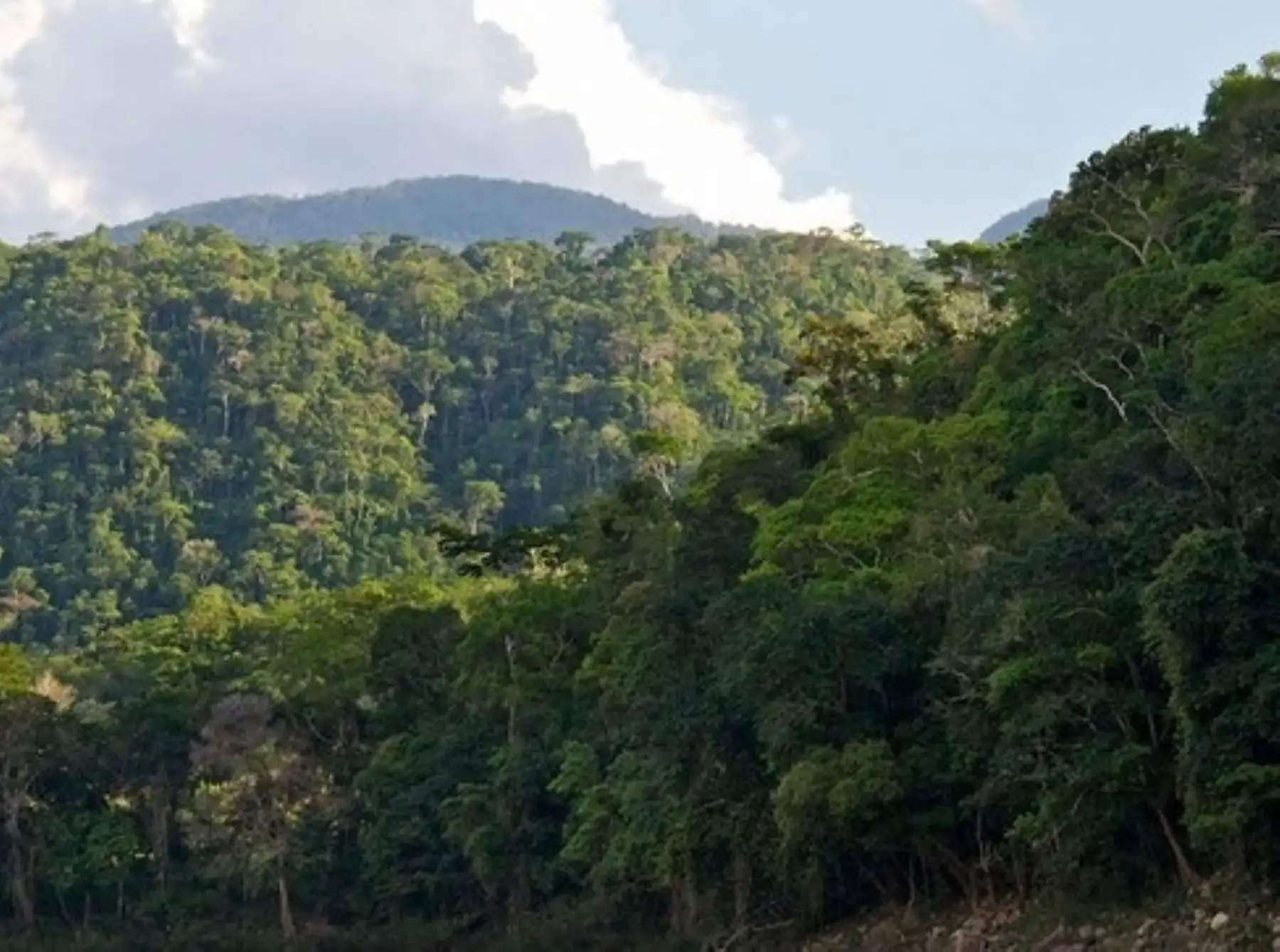 Gobierno refuerza estrategias para combatir la deforestación de los bosques y el Minam anunció que invertirá US$ 120 millones para ejecutar proyectos en la Amazonía peruana. ANDINA/Difusión