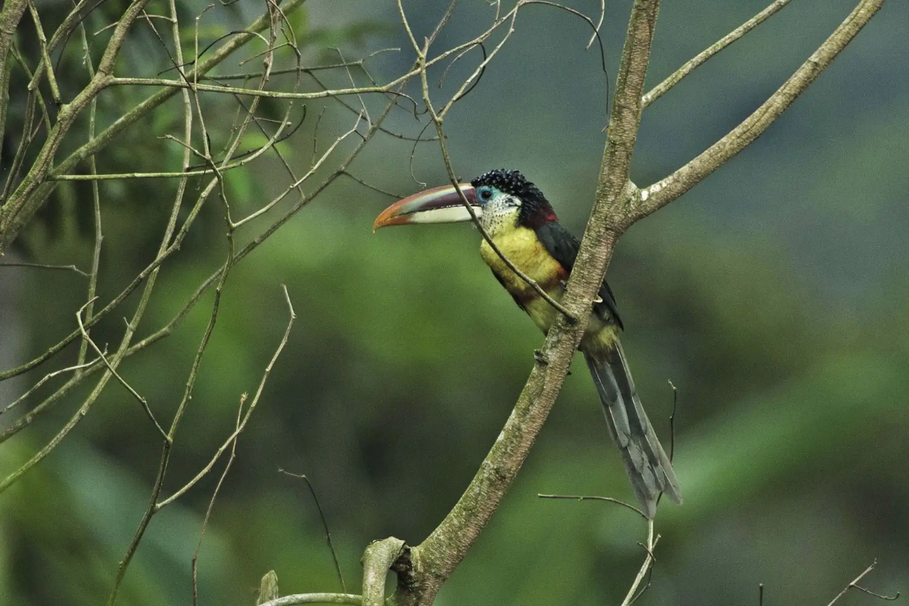 Hoy el Perú recibe una excelente noticia para la conservación de su legado natural y la
promoción de una gestión integrada de su territorio, y es que la Organización de las Naciones
Unidas para la Educación, la Ciencia y la Cultura (UNESCO) reconoció a Bosques de Neblina -
Selva Central como la sexta Reserva de Biosfera en nuestro país. Foto: SERNANP