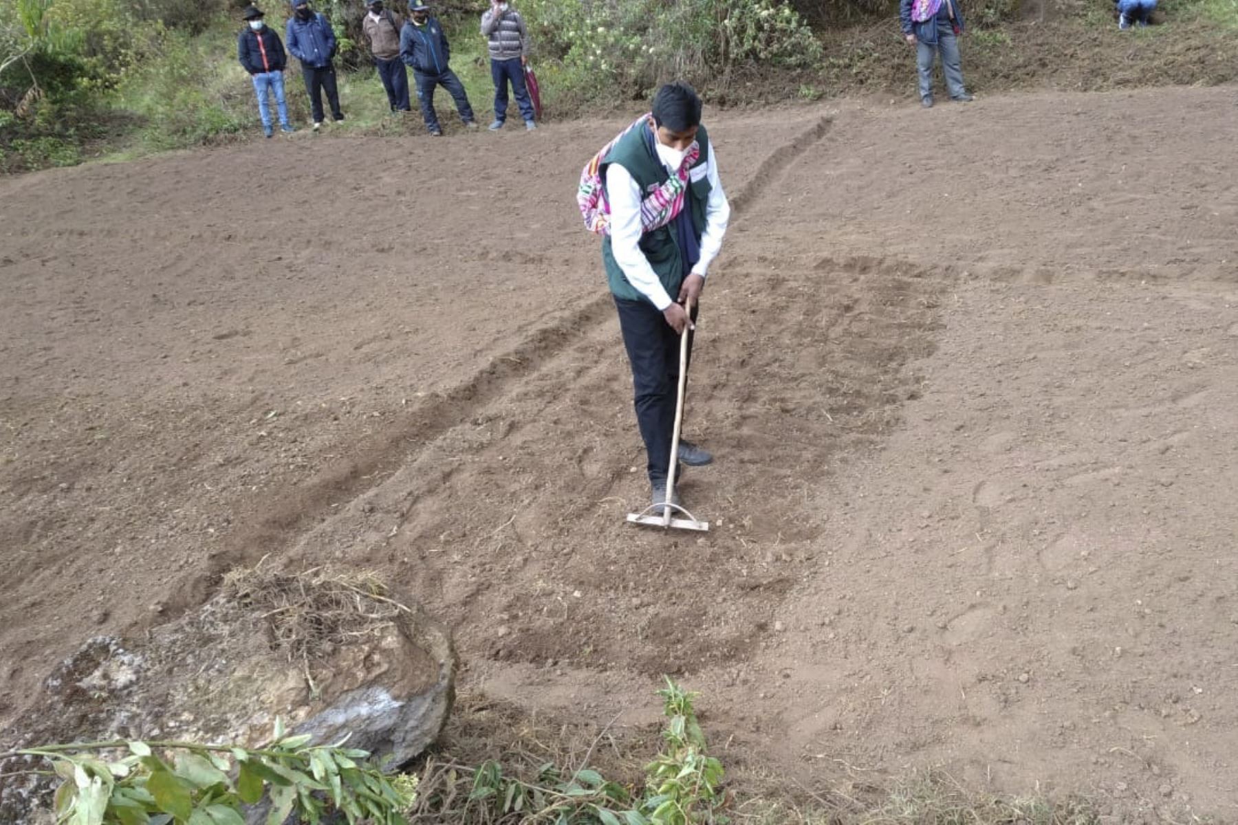 Un total de 284 297 kilogramos de semillas de pastos cultivados se instalarán en 5,000 hectáreas de terreno definitivo en las provincias de Apurímac. Foto: ANDINA/Difusión