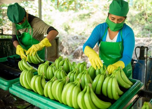 Más de 3,000 productores de banano orgánico de Piura se benefician con la exportación de este fruto y de sus productos derivados. ANDINA/Difusión