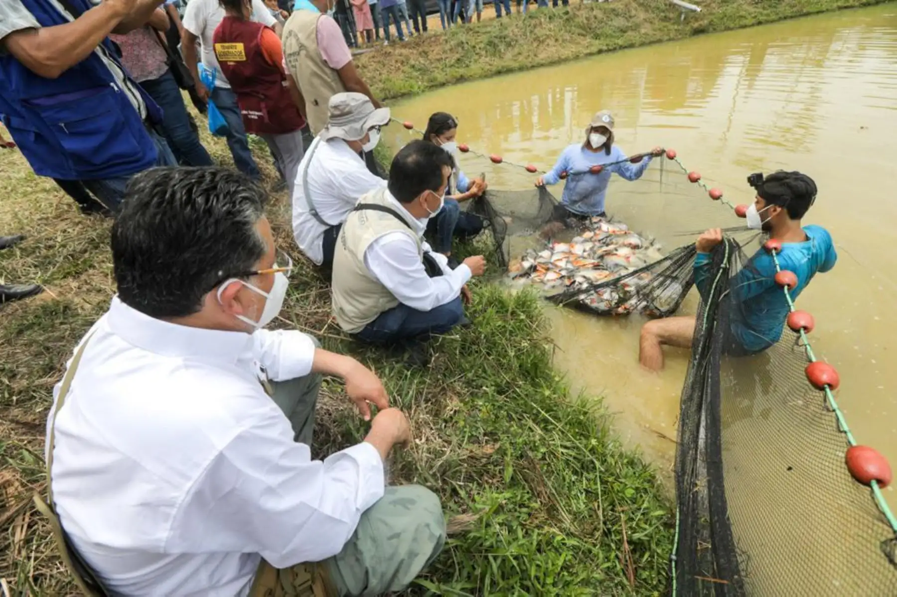 Las actividades acuícolas son financiadas por Devida, a través de los mencionados gobiernos locales, con casi 2 millones de soles. Se han implementado 70 módulos para producir 60 mil kilos de peces amazónicos por campaña. Foto: Devida