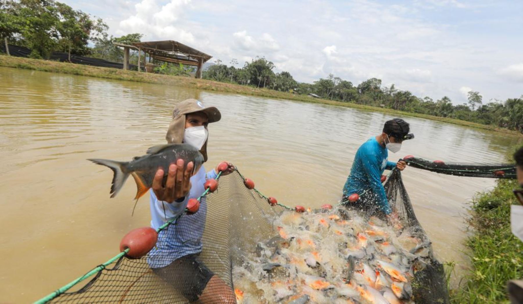 Loreto: presentan innovador proyecto que mejora la calidad de vida de peces amazónicos