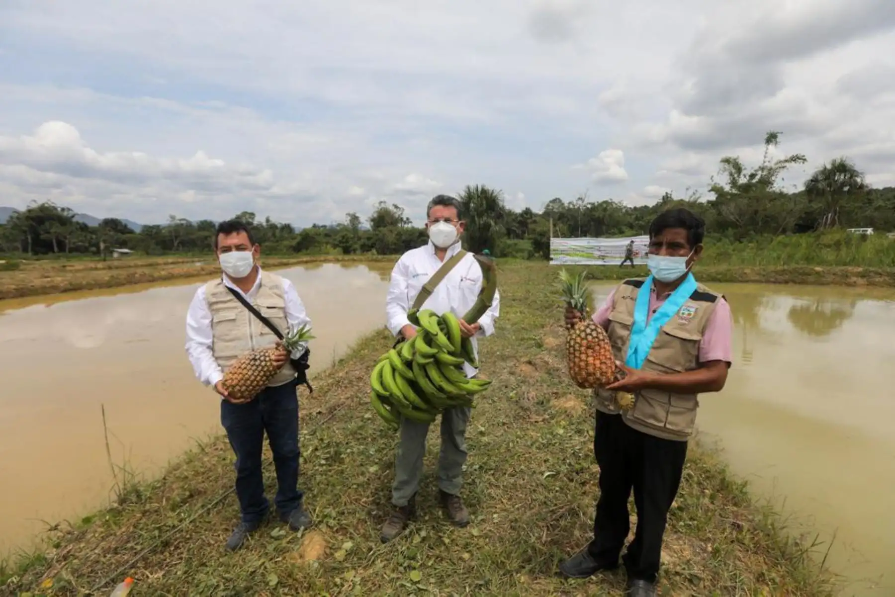 Las actividades acuícolas son financiadas por Devida, a través de los mencionados gobiernos locales, con casi 2 millones de soles. Se han implementado 70 módulos para producir 60 mil kilos de peces amazónicos por campaña. Foto: Devida