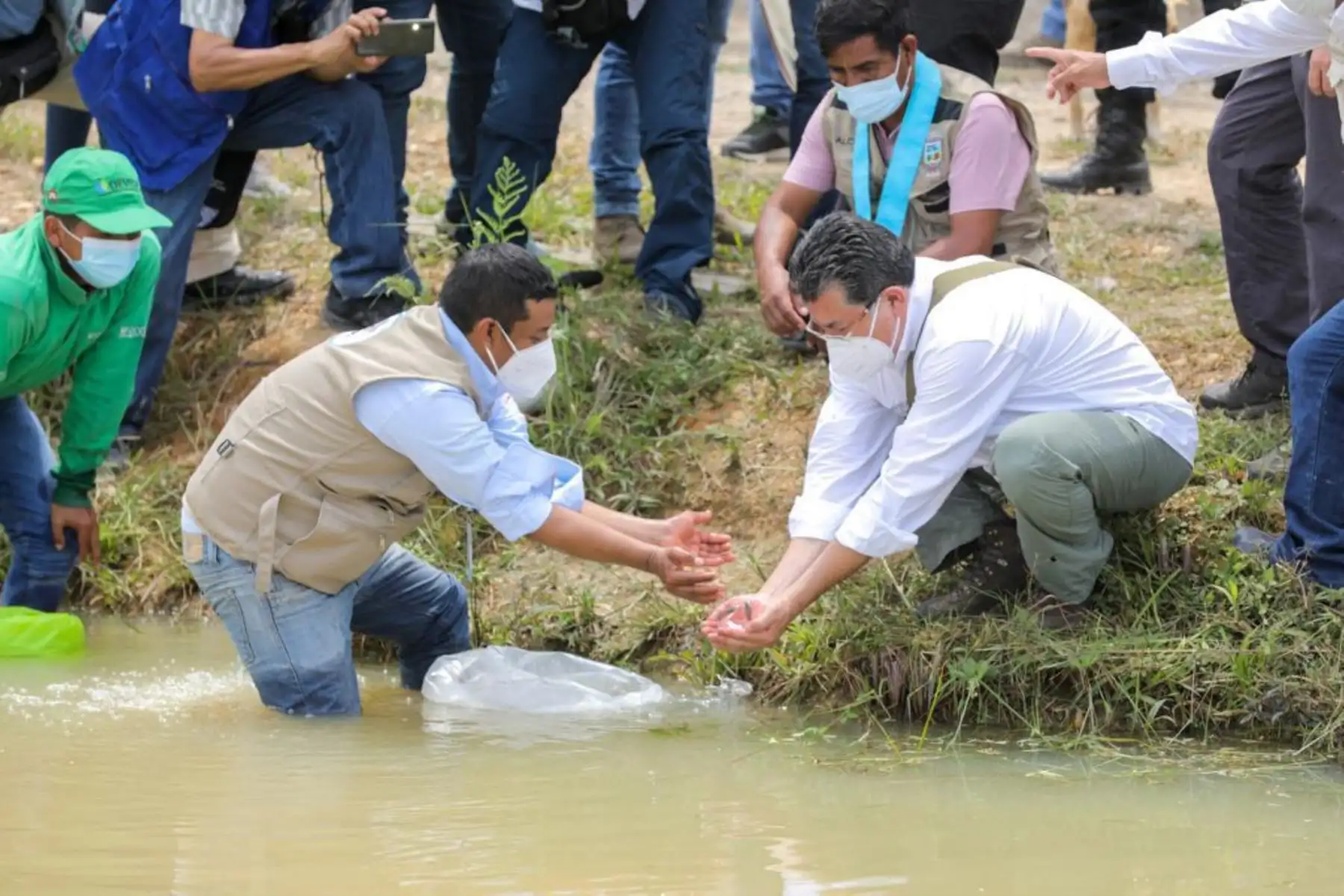 Las actividades acuícolas son financiadas por Devida, a través de los mencionados gobiernos locales, con casi 2 millones de soles. Se han implementado 70 módulos para producir 60 mil kilos de peces amazónicos por campaña. Foto: Devida