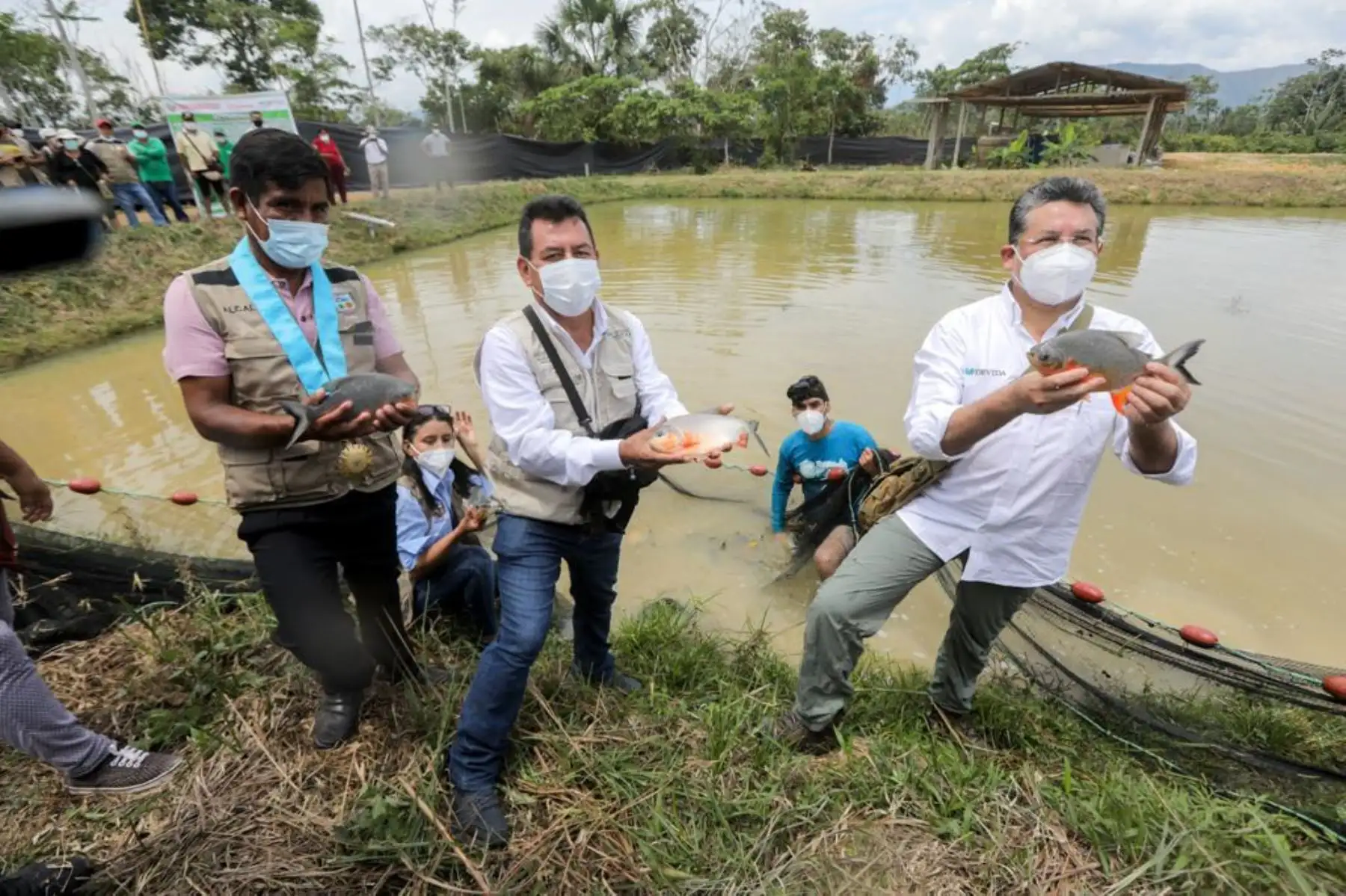 Las actividades acuícolas son financiadas por Devida, a través de los mencionados gobiernos locales, con casi 2 millones de soles. Se han implementado 70 módulos para producir 60 mil kilos de peces amazónicos por campaña. Foto: Devida