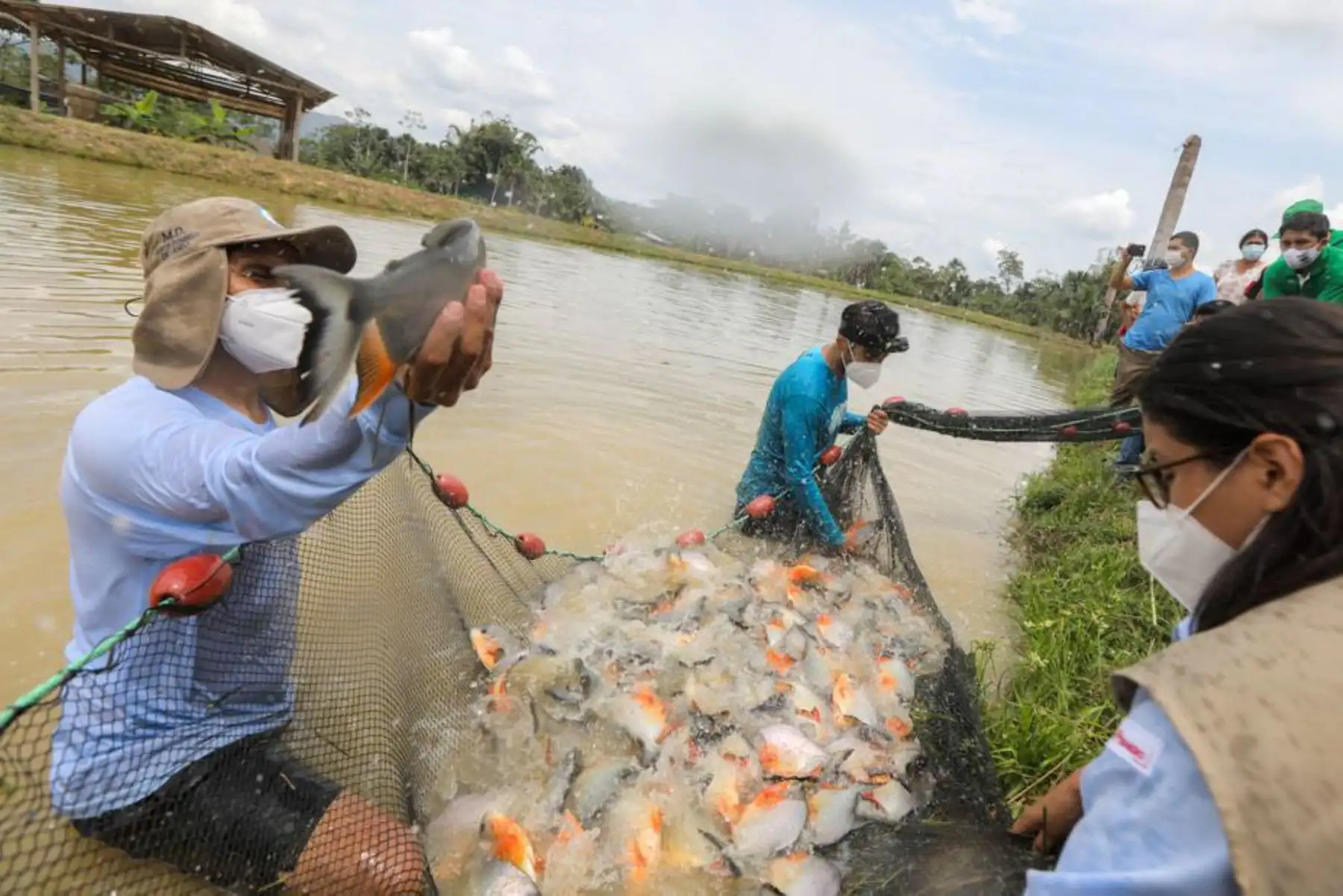 Las actividades acuícolas son financiadas por Devida, a través de los mencionados gobiernos locales, con casi 2 millones de soles. Se han implementado 70 módulos para producir 60 mil kilos de peces amazónicos por campaña. Foto: Devida