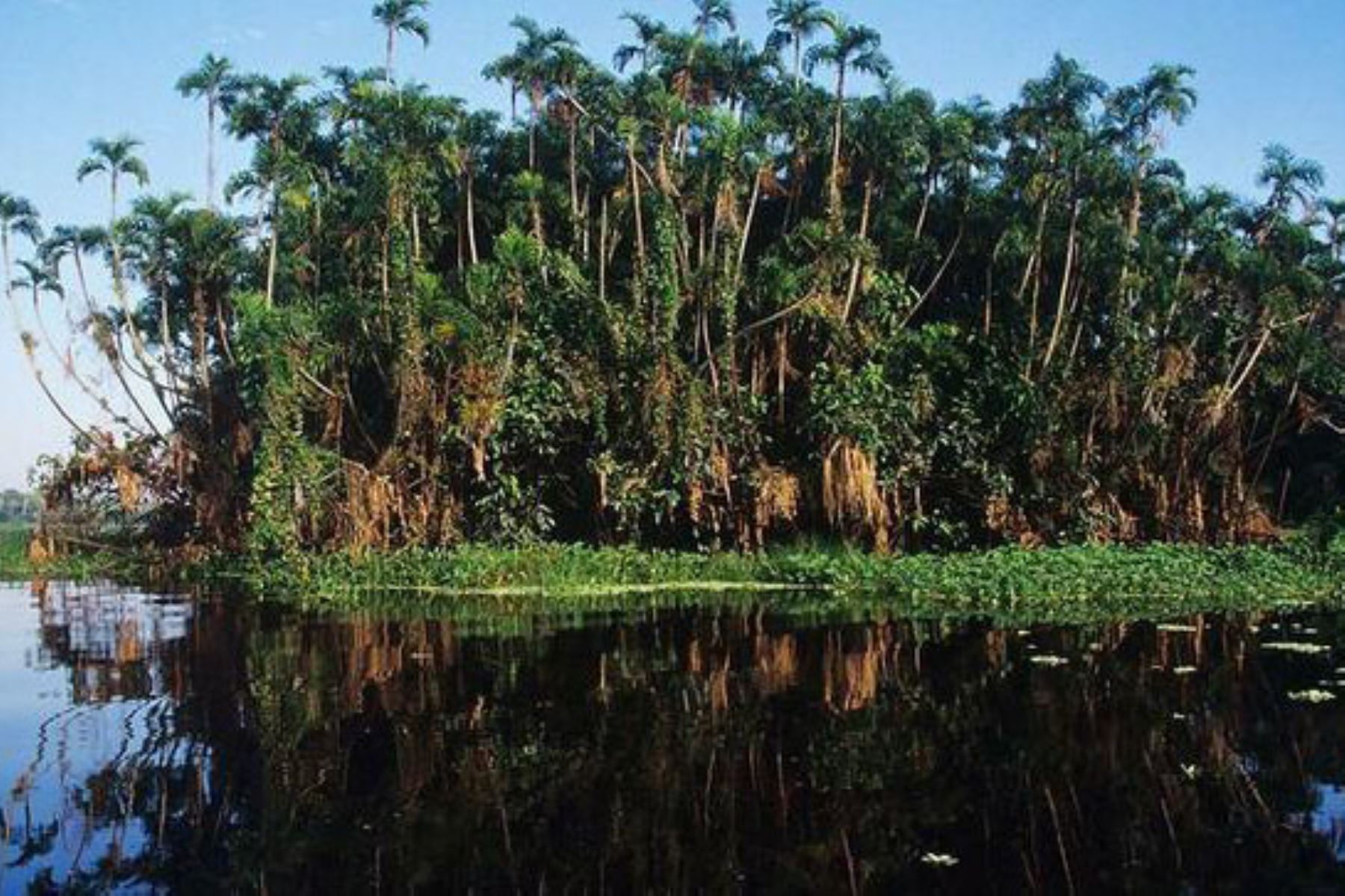 Se fortalecerá el servicio de monitoreo y pronóstico hidrometeorológico del Senamhi en la Amazonía peruana basado en modelos hidrológicos. Foto: ANDINA/Difusión