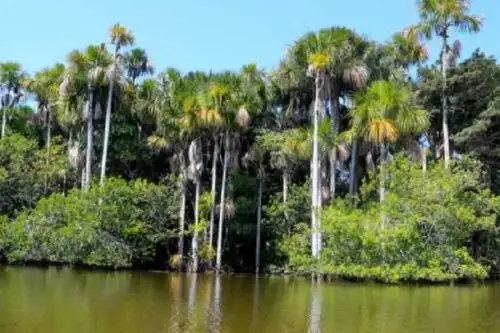Las turberas son un tipo de humedal natural en el que se acumulan capas de material orgánico, conocido como turba, en estado de semi descomposición. Estos ecosistemas constituyen depósitos que contienen más carbono en menos espacio dentro de las zonas terrestres, llegando a cubrir el 3 % de la superficie del planeta.  ANDINA/Difusión