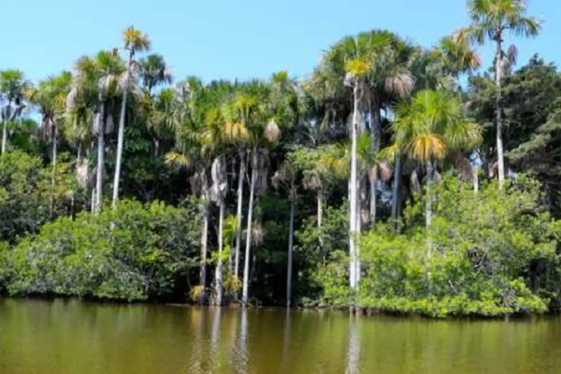 Las turberas son un tipo de humedal natural en el que se acumulan capas de material orgánico, conocido como turba, en estado de semi descomposición. Estos ecosistemas constituyen depósitos que contienen más carbono en menos espacio dentro de las zonas terrestres, llegando a cubrir el 3 % de la superficie del planeta.  ANDINA/Difusión