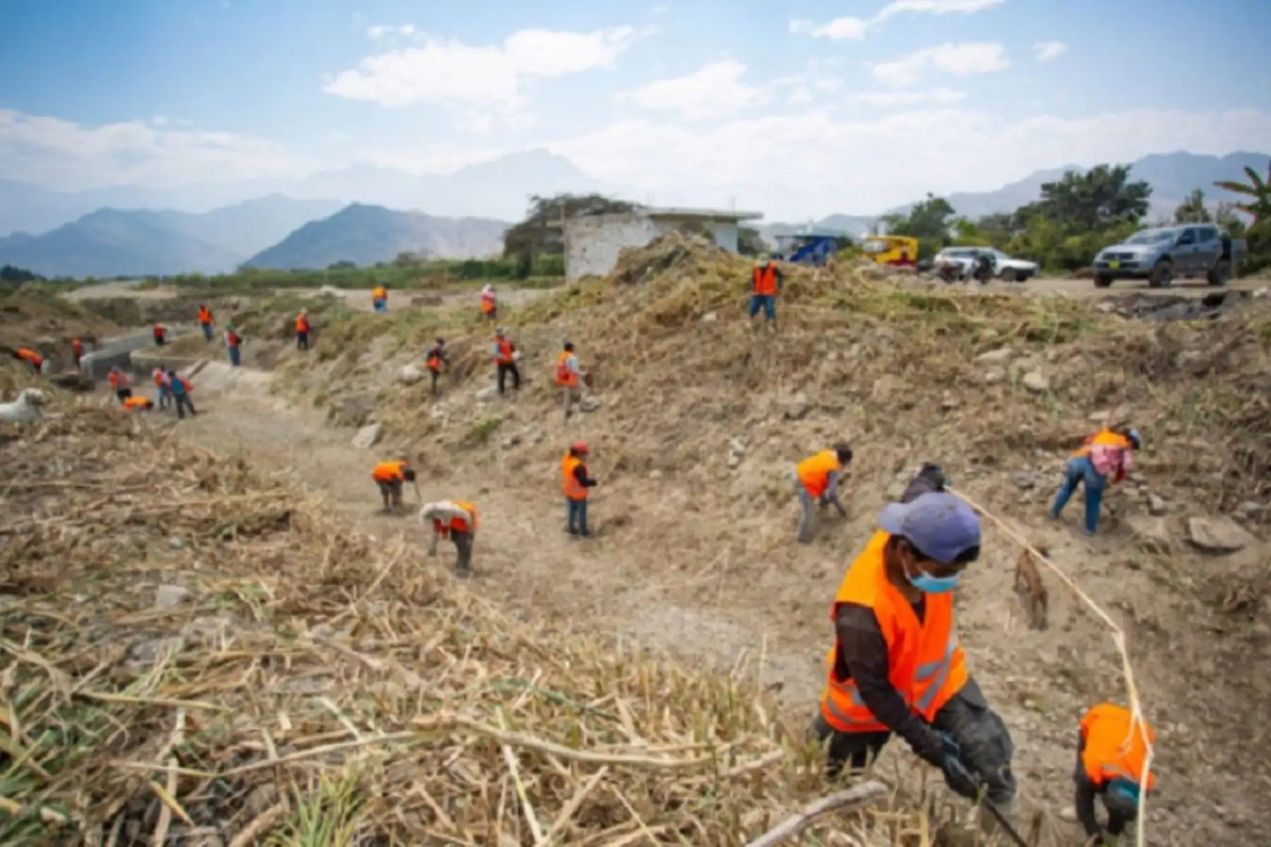 Reactivación agraria genera 422,000 jornales mediante núcleos ejecutores en regiones. Foto: Ministerio de Agricultura y Riego