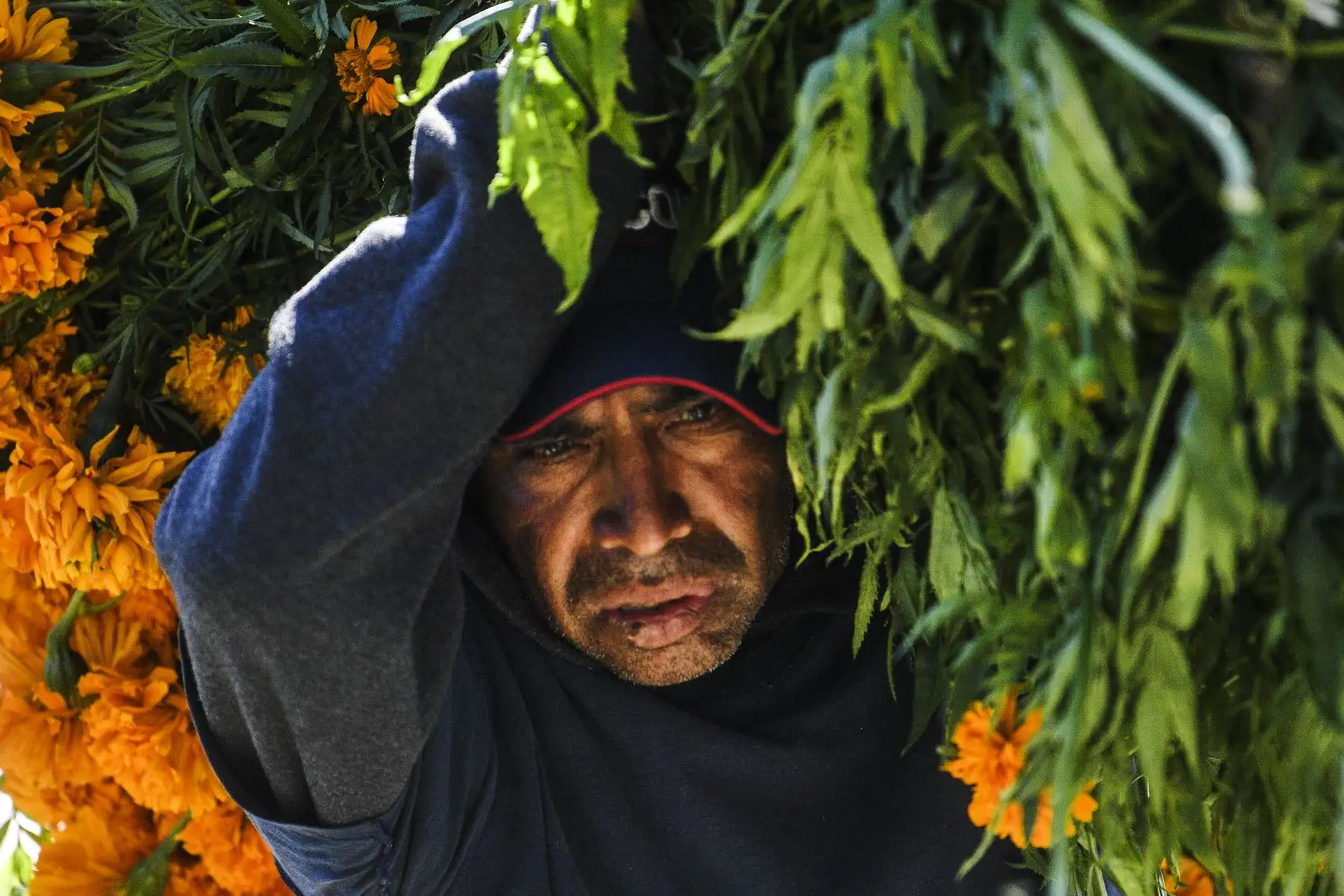 Un hombre cosecha flores de cempasúchil en un campo de cultivo en San Pedro Cholula, estado de Puebla, México, el 1 de noviembre de 2020, el Día de Todos los Santos, en medio de la pandemia del coronavirus. Foto: AFP