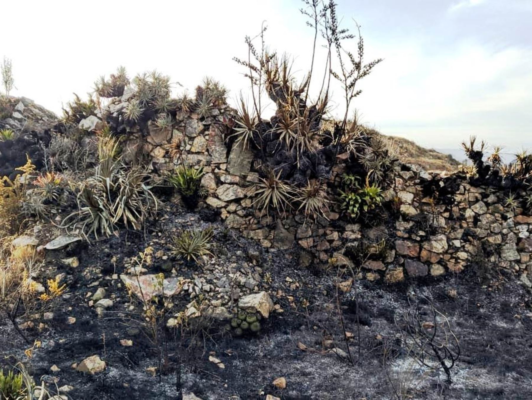 Cajamarca lamenta daños en su patrimonio arqueológico y confirma que incendio forestal afectó el centro arqueológico Yanaorco, ubicado en el distrito de San Juan. ANDINA/Difusión