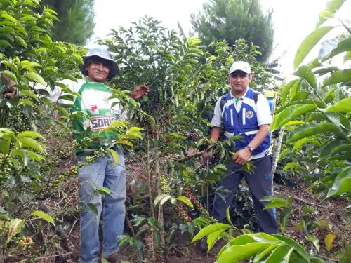 Candelaria se llama la nueva marca de cafés especiales de Puno que conquista paladares. ANDINA/Difusión