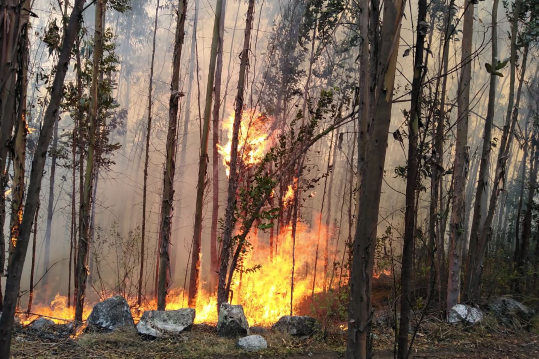 El COER Áncash reportó la destrucción de 65 hectáreas de cobertura natural por incendios forestales. Foto: Cortesía Gonzalo Horna