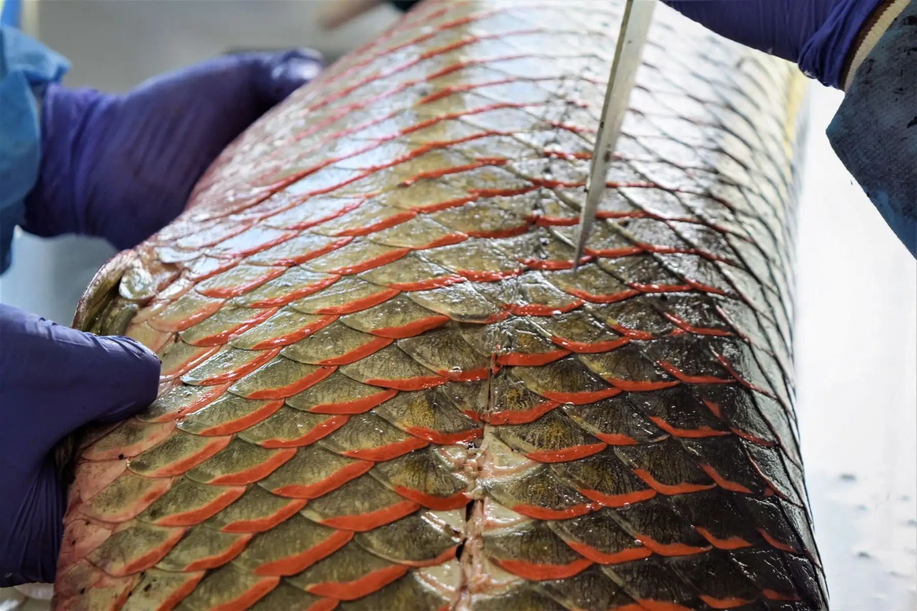 El presidente Martín Vizcarra junto al titular de Producción, Jose Salardi, visita el CITEacuícola Pesquero Ahuashiyacu, centro que impulsa las cadenas productivas acuícolas, mejorando la oferta, productividad y calidad de sus productos. Foto: ANDINA/Prensa Presidencia