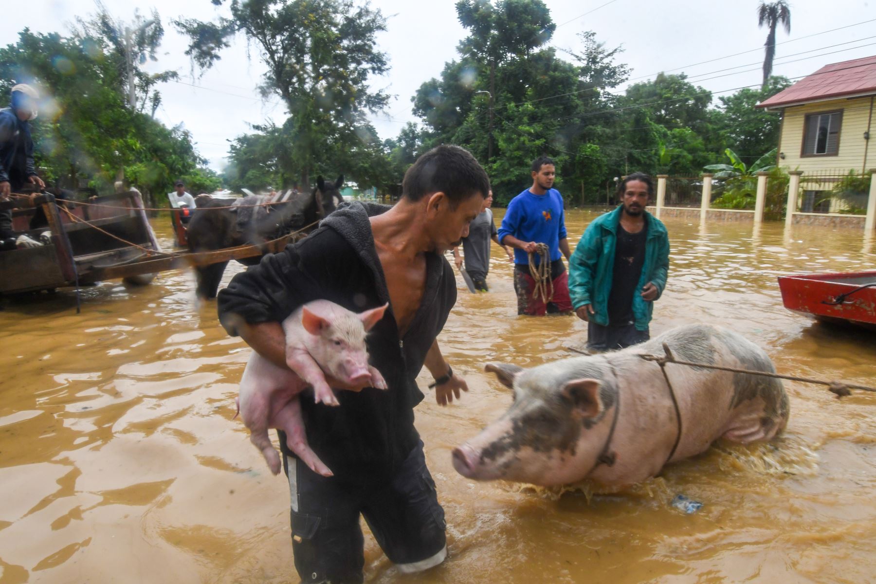 Un hombre rescata a sus cerdos tras el desborde del río Ulúa en el municipio de El Progreso, departamento de Yoro, Honduras  debido a las fuertes lluvias provocadas por el huracán Eta.
Foto: AFP