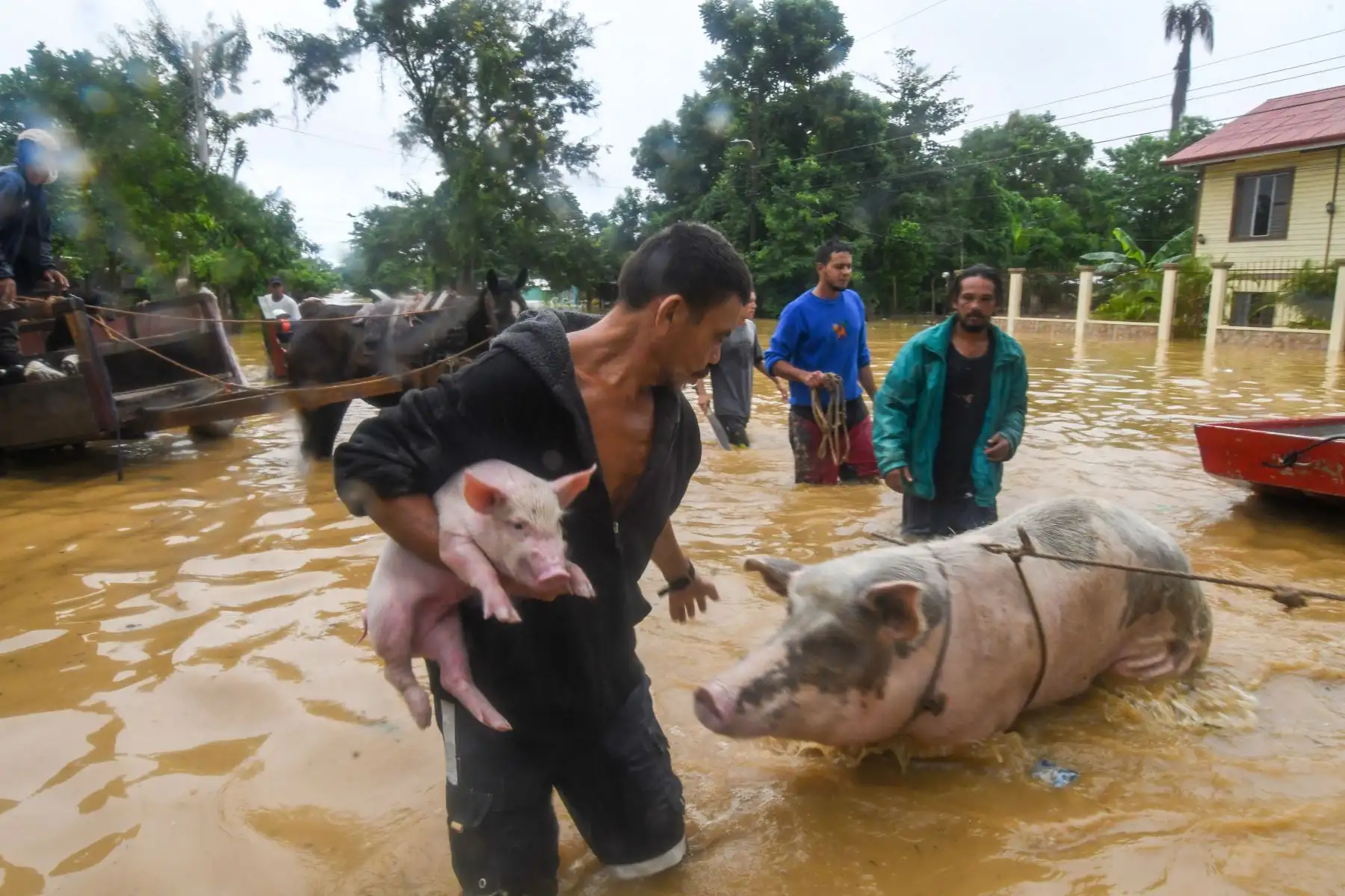 Un hombre rescata a sus cerdos tras el desborde del río Ulúa en el municipio de El Progreso, departamento de Yoro, Honduras  debido a las fuertes lluvias provocadas por el huracán Eta.
Foto: AFP