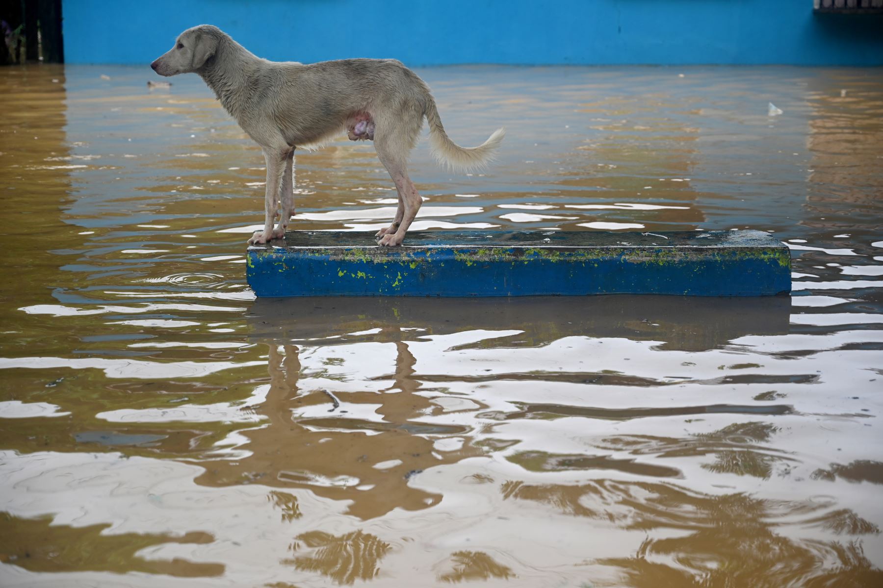 Un perro permanece en un banco de concreto luego del desborde del río Ulúa en el municipio de El Progreso, departamento de Yoro, Honduras, debido a las fuertes lluvias provocadas por el huracán Eta.
Foto: AFP