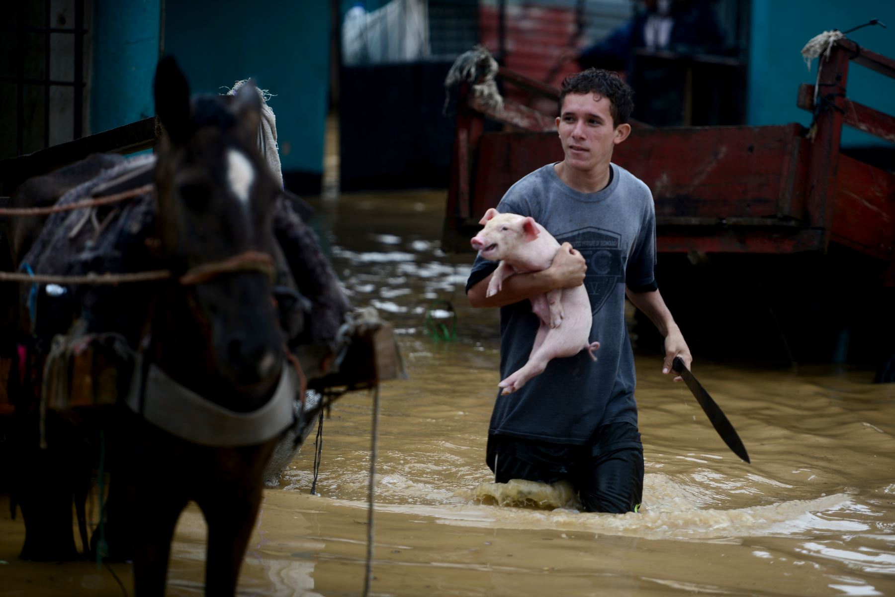 Un hombre rescata a sus cerdos tras el desborde del río Ulúa en el municipio de El Progreso, departamento de Yoro, Honduras debido a las fuertes lluvias provocadas por el huracán Eta.
Foto: AFP
